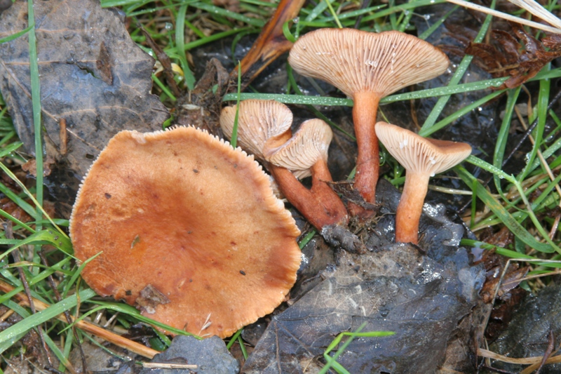Lactarius decipiens?